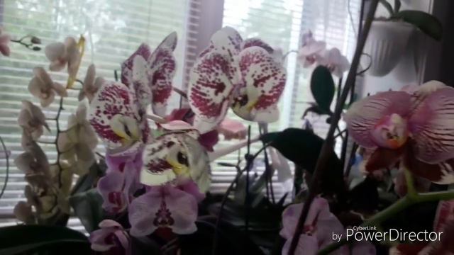 120💐ЦВЕТУЩИЙ МАЙ💐ЧАСТЬ 2♥️ смотреть онлайн