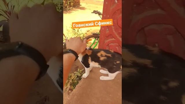 Трёхшерстная кошка в индии прямо как Сфинкс #goa #arambol #travel смотреть онлайн