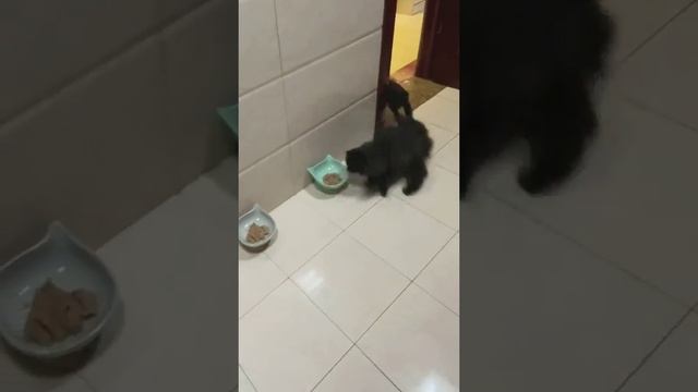 СКОРЕЕ - УЖИН