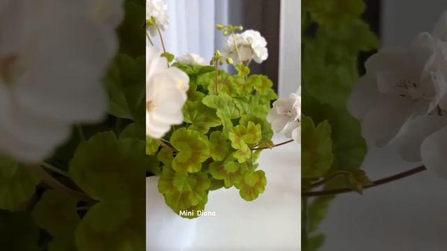 Пеларгония Mini Diana, любимый сорт , постоянно цветущий. смотреть онлайн