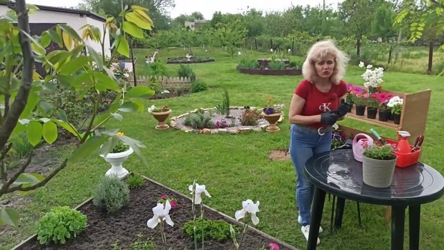 Как сажать ампельный львиный зев смотреть онлайн