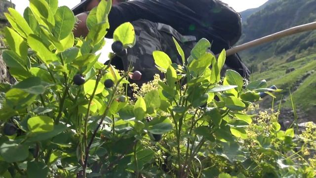 Кавказская черника Экспедиция «Перезагрузка» смотреть онлайн