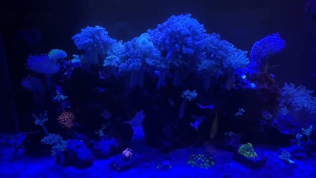 Ночное море | Морской Аквариум | Актинник | Освещение в морском Аквариуме | Кораллы в лунном свете смотреть онлайн