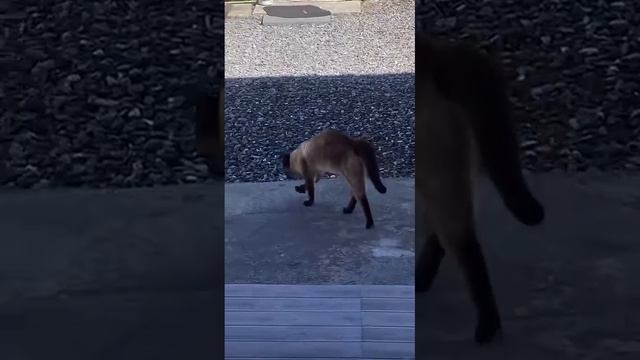 Конор Макгрегор завёл кота! смотреть онлайн