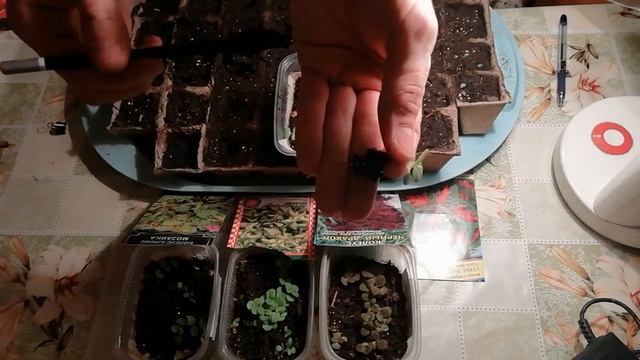 Пикировка колеусов. Первая пикировка колеусов. Что важно знать? смотреть онлайн