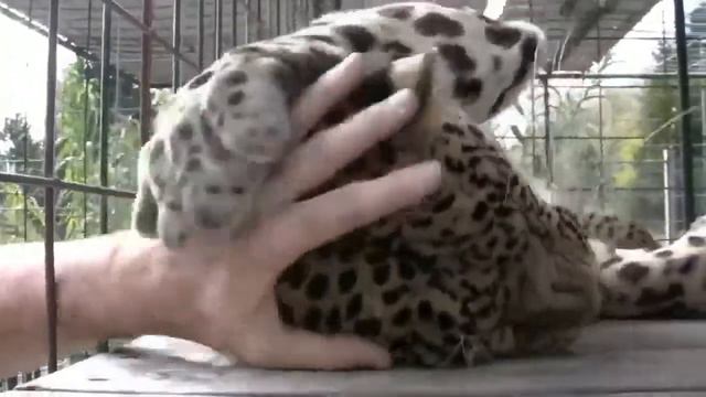 Гепард кайфует. смотреть онлайн