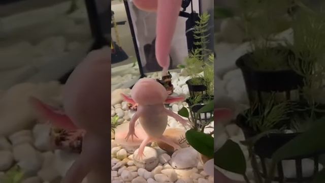 Можно ли доставать аксолотля из воды смотреть онлайн