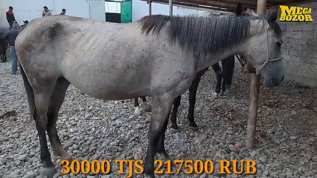 Душанбе ленинский район Асп бозор Нархои Асп ва тачхизотхои аспхо