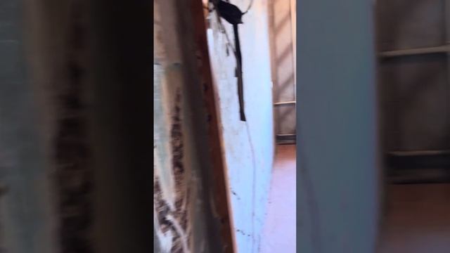 Під час відпустки почали ремонт нарешті в нашій квартирі? вже рознесли навіть ванну, стіну двигаємо смотреть онлайн