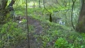 Ловля Соловья на сеть пролетку(паутину)