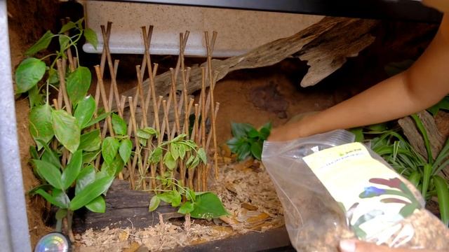 NEW Ball Python Bioactive Tank | Sterling Finally Got A Vision Tank! смотреть онлайн