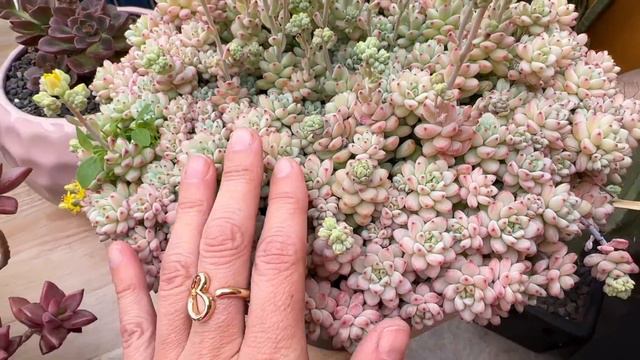 Te Presento Mis Plantas Madre, 20 De Mi Colección