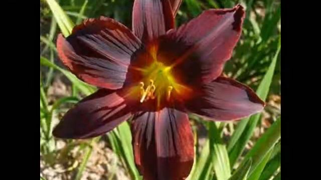 с Днём рожденья, Таня!.wmv смотреть онлайн