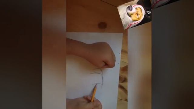 Рисуем джек Рассел терьер смотреть онлайн