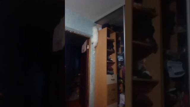 Кошка лезет на шкаф смотреть онлайн