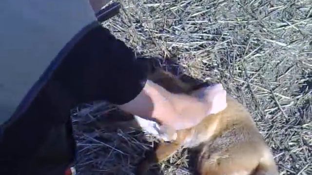 Fox Hunting 2 смотреть онлайн