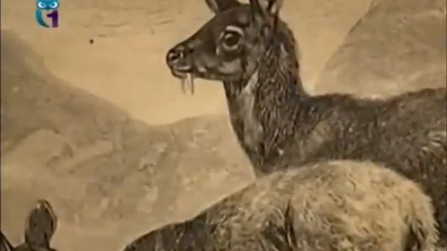 Кабарга смотреть онлайн