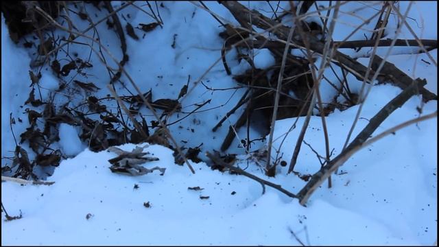 Хорёк в лесу смотреть онлайн