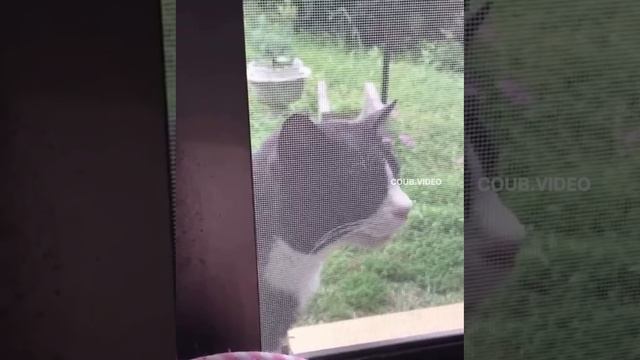 скоро веснааа.mp4