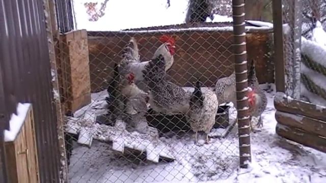 КАЖДОДНЕВНЫЕ ПРОГУЛКИ для кур и цыплят // ВЛОГ смотреть онлайн