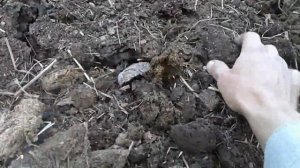 ♕Дробилка для Навоза из УШМ (болгарки). #NETELEVIZOR. DIY.