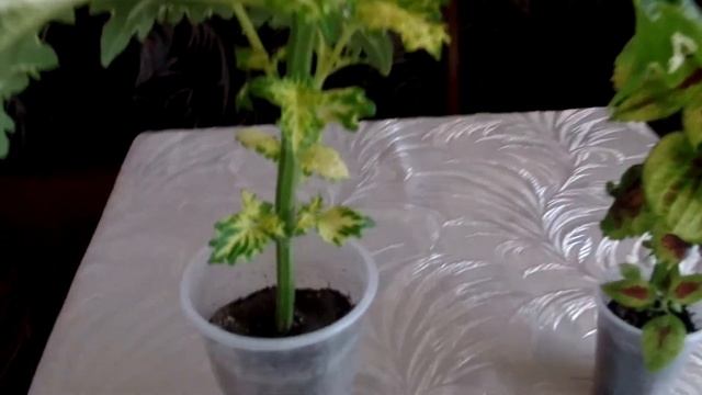 Формирование куста колеуса (прищипывание или обрезка) смотреть онлайн
