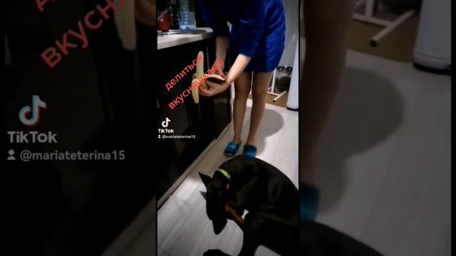 доберман Граф #доберманы #собаки #семья смотреть онлайн