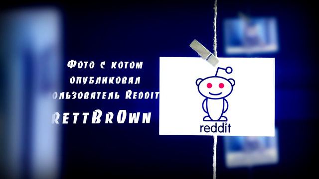 Кот охотника за педобирами. Chris Hansen Cat смотреть онлайн