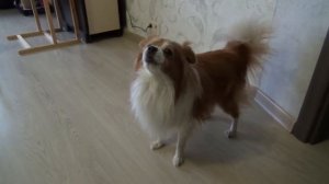 СОБАКА ПОЕТ под музыку Милашка Домашние животные