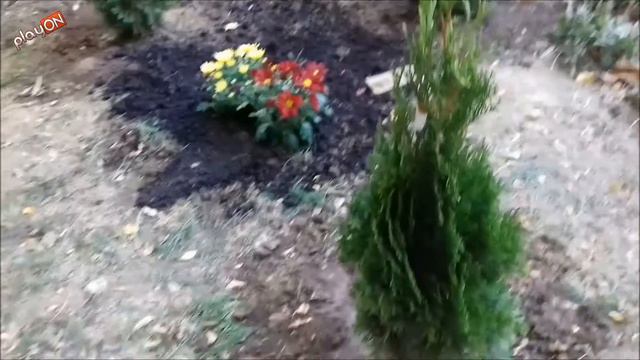 Tuia Smaragd Occidentalis смотреть онлайн