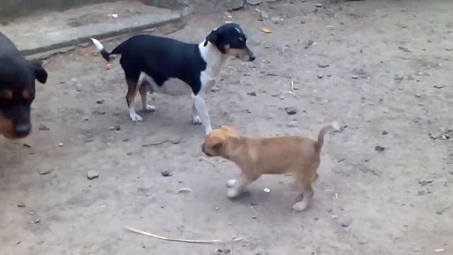 Кот сосет молоко у собаки))) смотреть онлайн