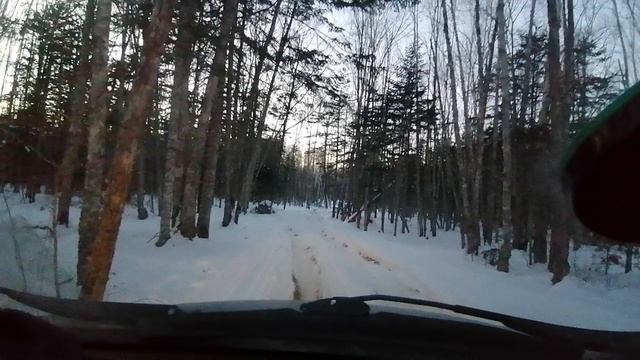 Прогулка зимний лес. смотреть онлайн