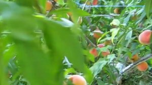 Польский Персик-слива)) ИНКА Inka 2019 Удивил