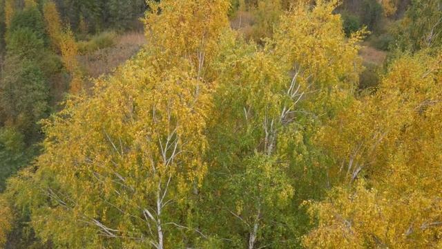 осенний лес 4K смотреть онлайн