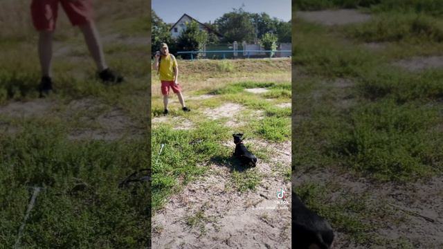 тренування ягдтер'єра смотреть онлайн