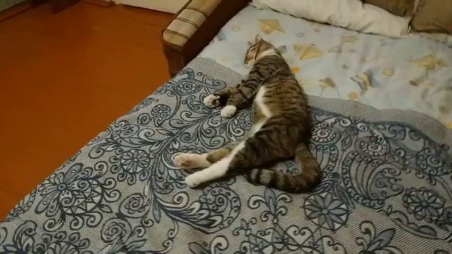 Вот такая котовасия. Нагулялся и теперь спит на моем месте смотреть онлайн