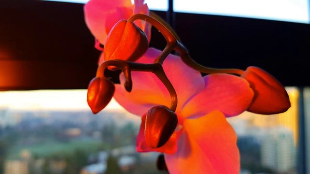 Beautiful Butterfly Orchid ：From Bud to Bloom in 205 Hours смотреть онлайн