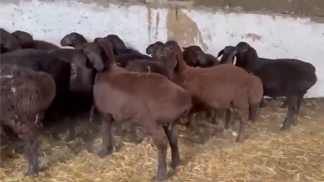 Гиссар/ мои баранчики когда только после отбивки