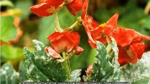 Почему не цветет Бегония в домашних условиях смотреть онлайн