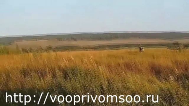 Оленуха. Охота на оленя в Самарской области смотреть онлайн