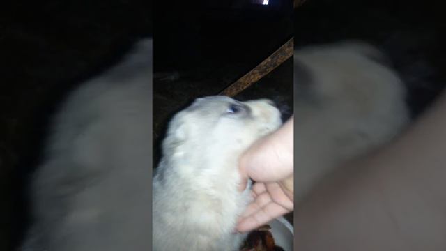 Щенок алабая 1.5 месяца ! БЕРТА ! смотреть онлайн