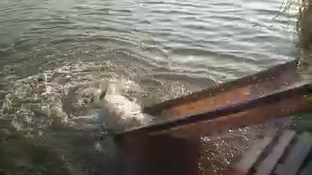 Зарыбление щукой смотреть онлайн