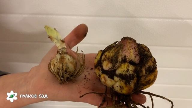 Сравнение маленького и большого разбора луковиц Лилии. смотреть онлайн