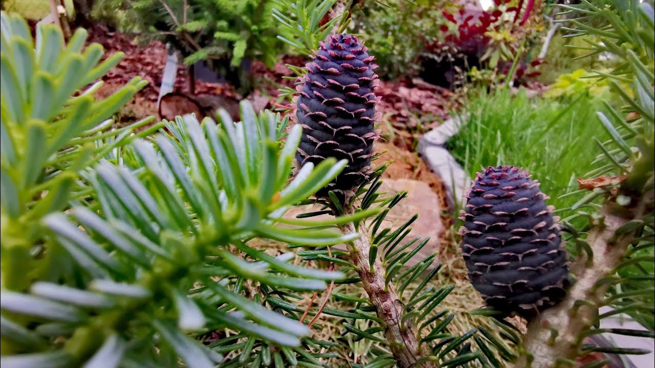 Моя коллекция редких хвойныхПродолжаем прогулку! Часть Третья Июль 2023г смотреть онлайн