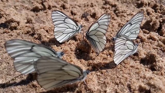 Боярышница (Aporia crataegi)(2) ? смотреть онлайн