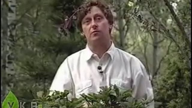 Декоративные кустарники уход и выращивание смотреть онлайн