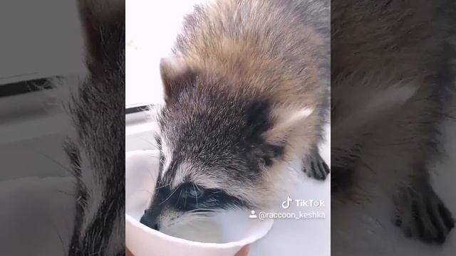 Что кушает енот смотреть онлайн