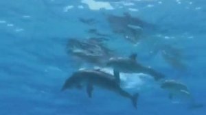 В океане средь могучих волн...