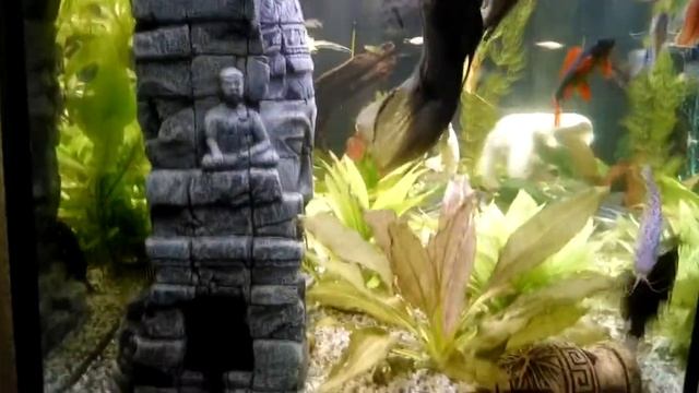 Сомы - перевертыши \ synodontis in a 240-liter aquarium смотреть онлайн