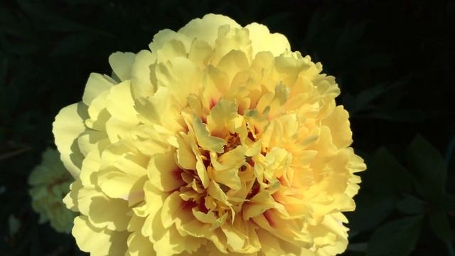 Itoh Peony Sonoma Yedo Пион ИТО Сонома Едо смотреть онлайн